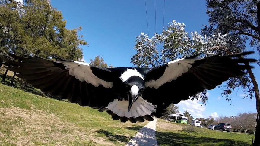 Protecting Cyclists from Magpie Swooping