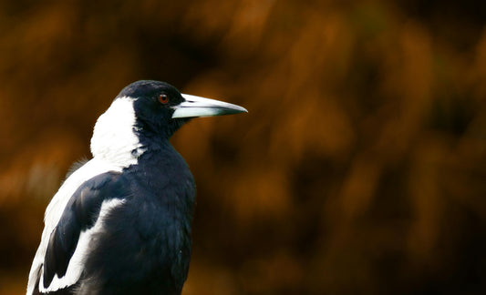 Why Do Magpies Swoop Cyclists? Understanding and Navigating Australia’s Seasonal Bird Challenge